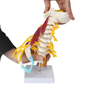 Human Cervical Vertebra Medical Model Advanced 1:1 Muscled and <strong>Nerve</strong> - Product Image 1
