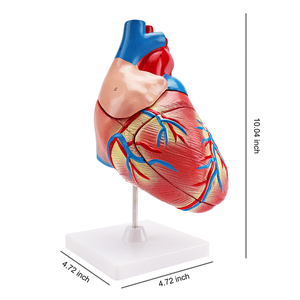 3D <strong>Human</strong> Anatomical Model <strong>Human</strong> Heart Model for One-stop Supplier Medical Science Plastic Jumbo Model - Product Image 5
