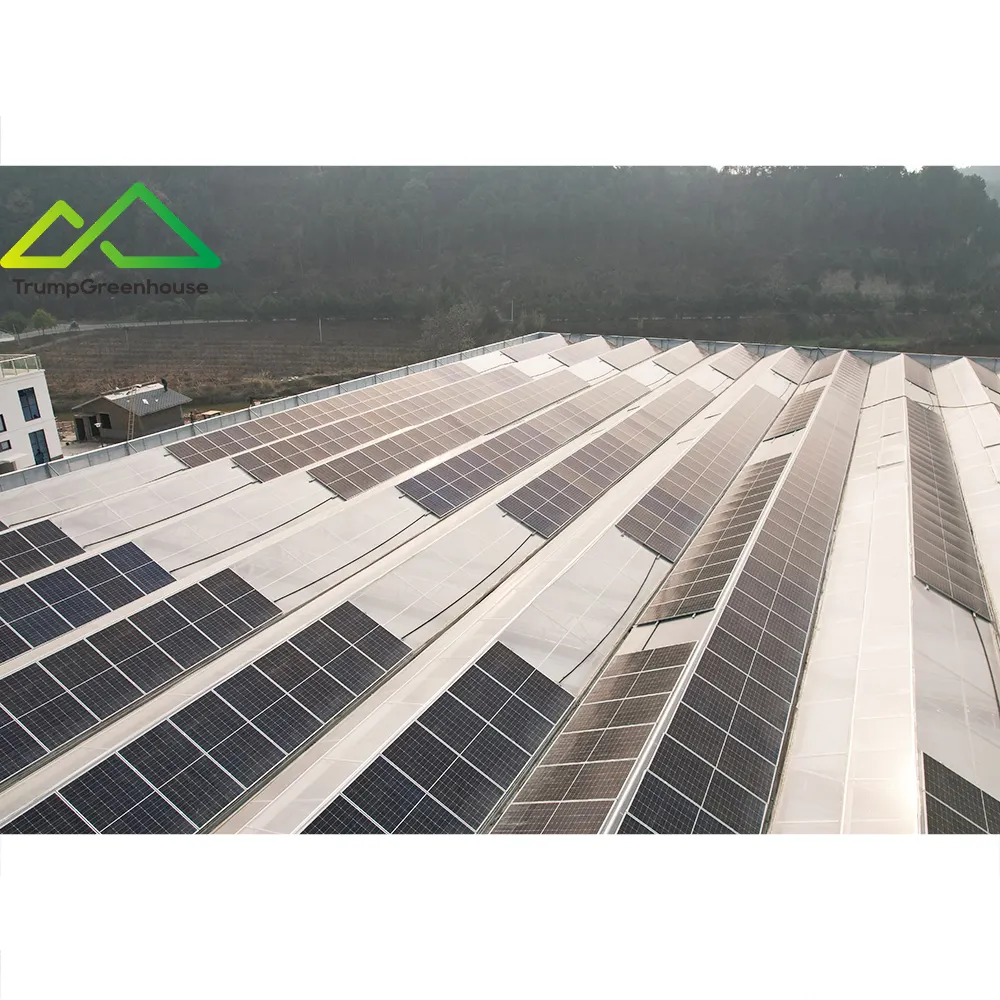 Harga pabrik pertanian Venlo Multi Span Solar rumah kaca aquaponik tipe ekonomis