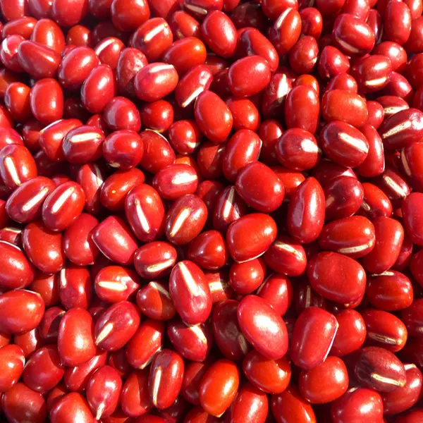 Haricots adzuki biologique petits haricots rouges biologique haricots azuki