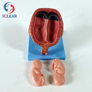 Tıbbi insan vücudu modeli embriyonik gelişim modeli - Product Image 5