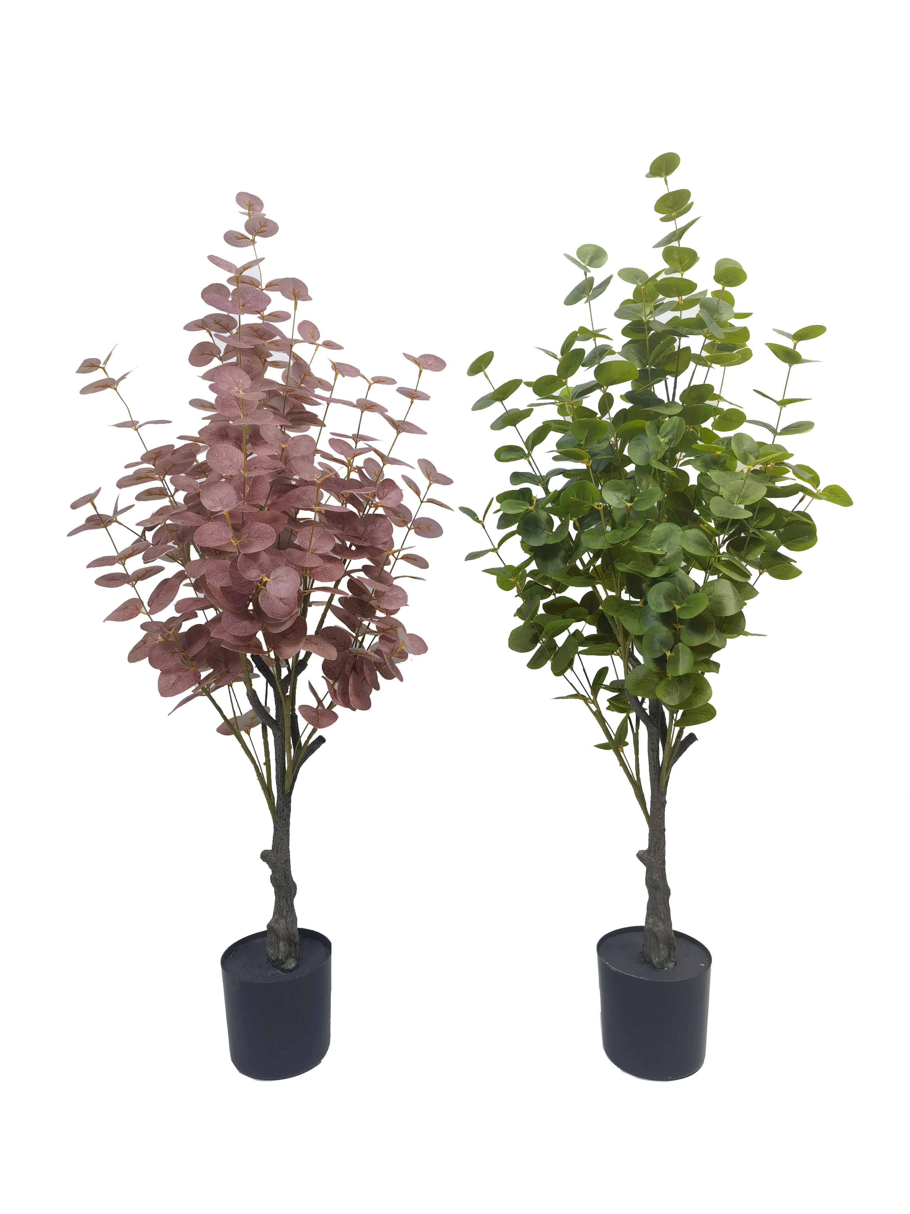 Eucalyptus