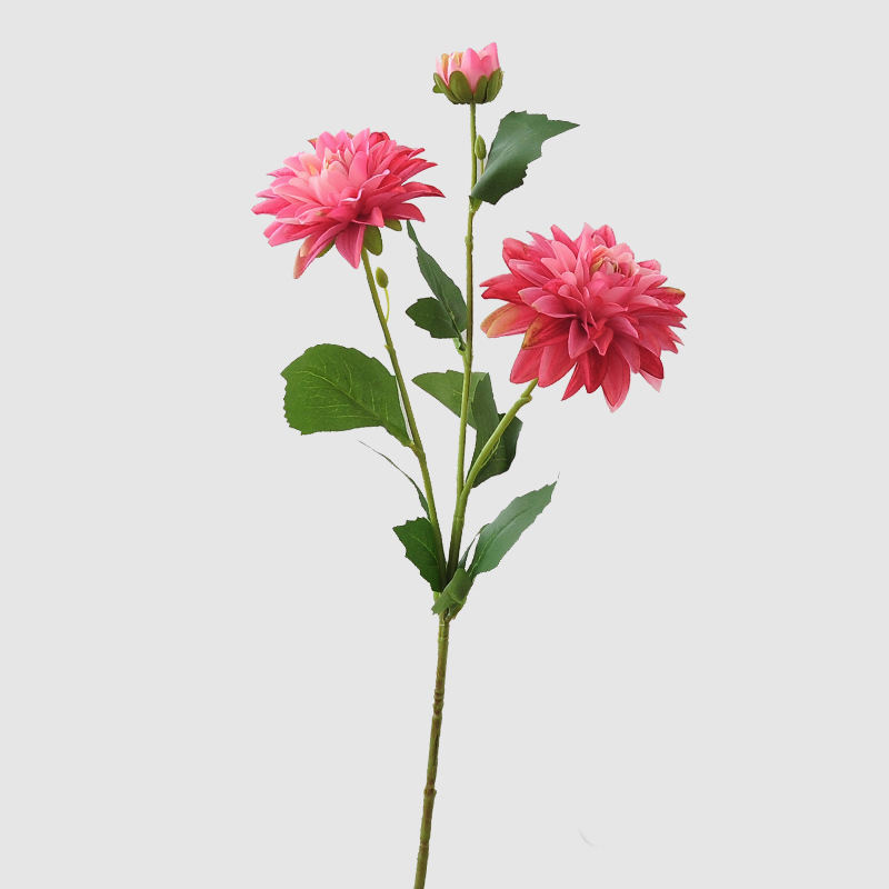 กุหลาบแดง