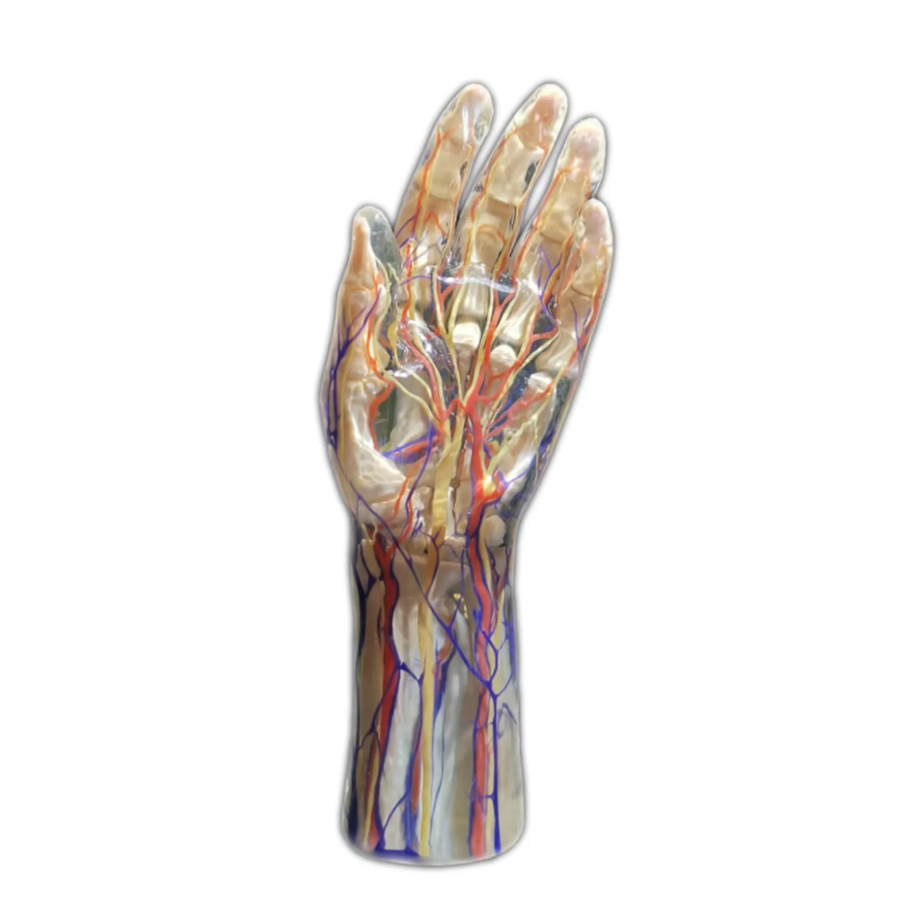 Menschliche Hand Blutgefäße und Nerven Modell 3D-Druck Modell Lebensgröße für medizinische Forschung und Lehre