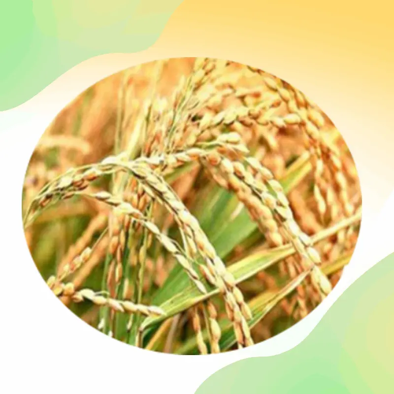 العرض الأكبر الطبيعي الفيرليك حمض نخالة الأرز استخراج 98% النقي الفيرليك مسحوق حمضي