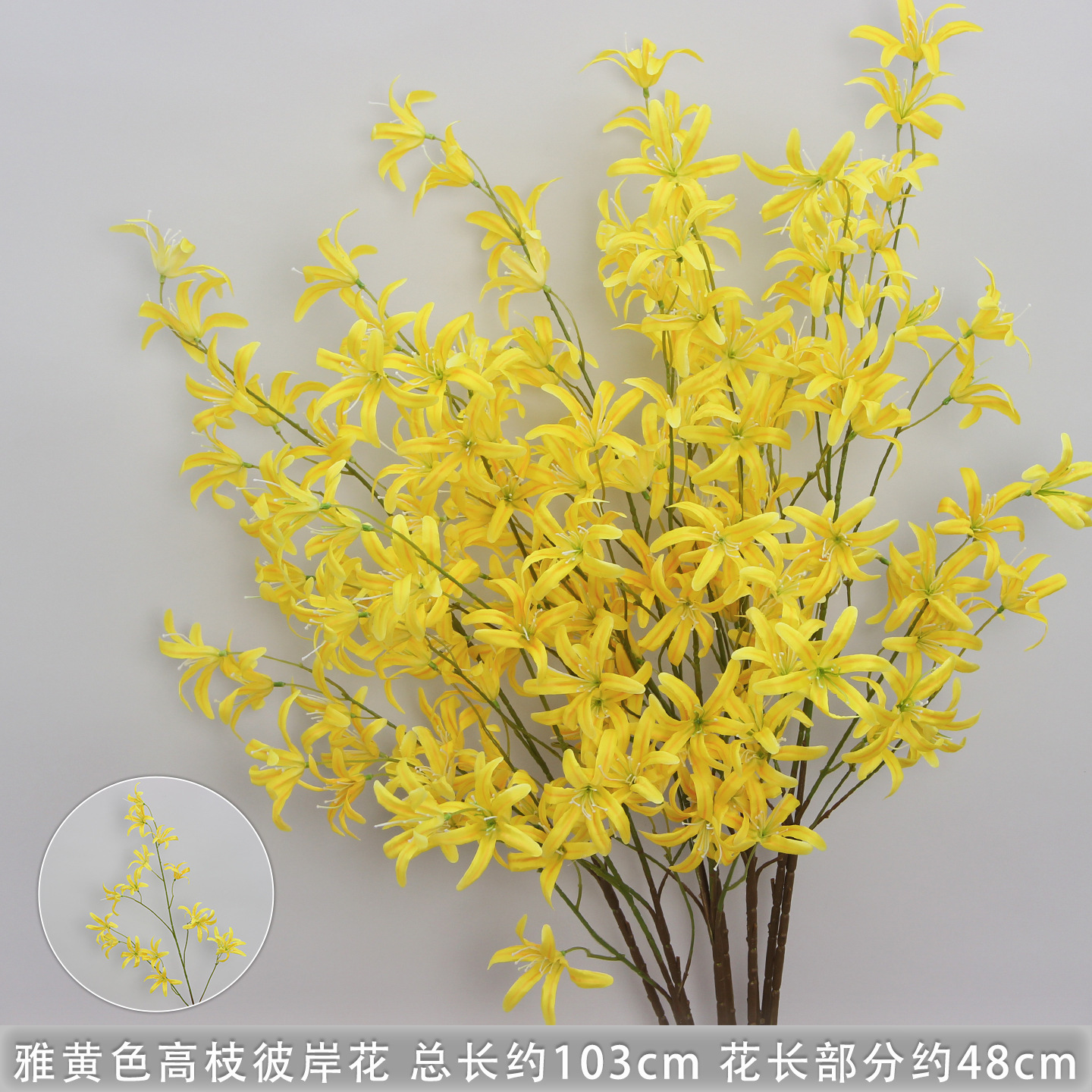 Élégant lys araignée jaune à longues branches.