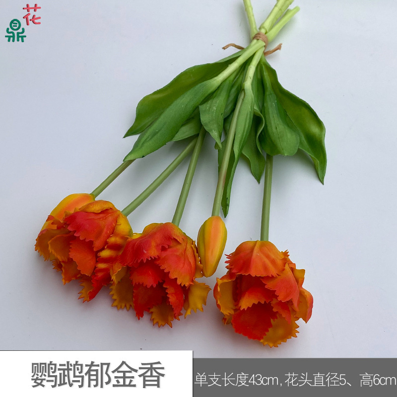 Perroquet Tulipe SCN Orange