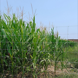 All-Weather Performance Cow <strong>Fence</strong> Hot-Dipped Galvanized Powder Coating Weather-Resistant <strong>Pool</strong> Trellis Nature Pressure - Product Image 6