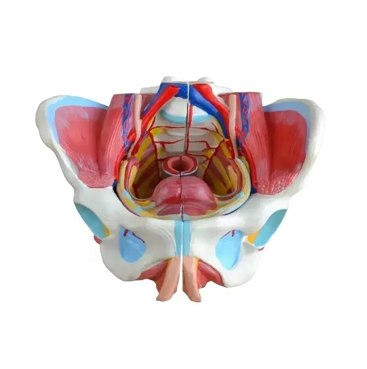 DARHMMY женский репродуктивный таз анатомическая образовательная модель для медицинской науки