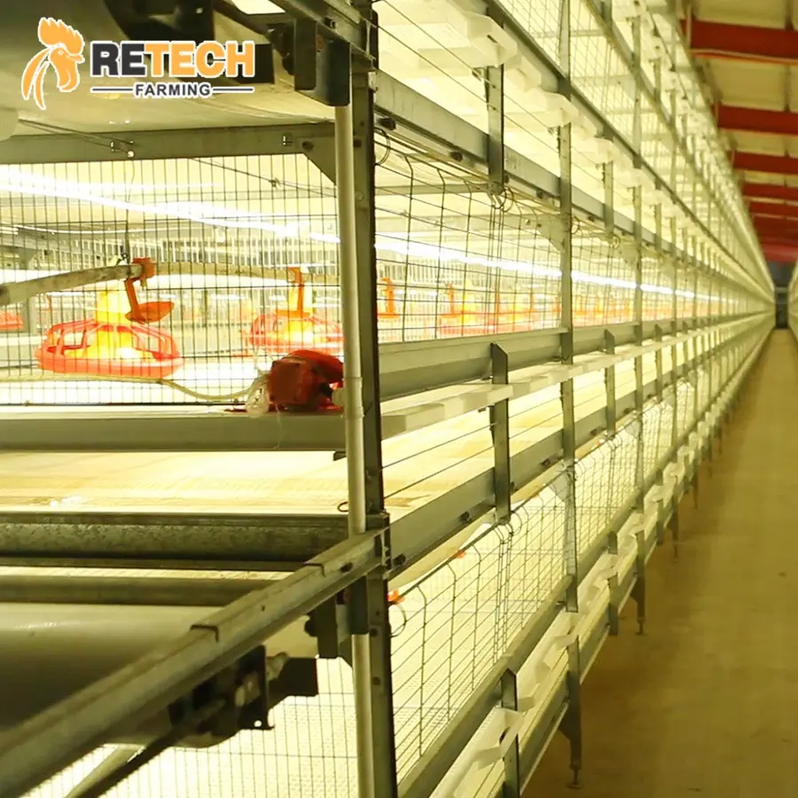 Diseño de Casa de granja avícola, sistema de jaula de pollo para cobertizo de pollos con sistema de alimentación/bebedero automático
