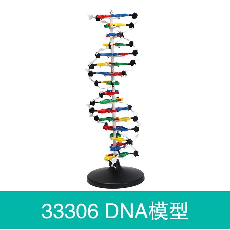 33306 Modèle structurel de l'ADN