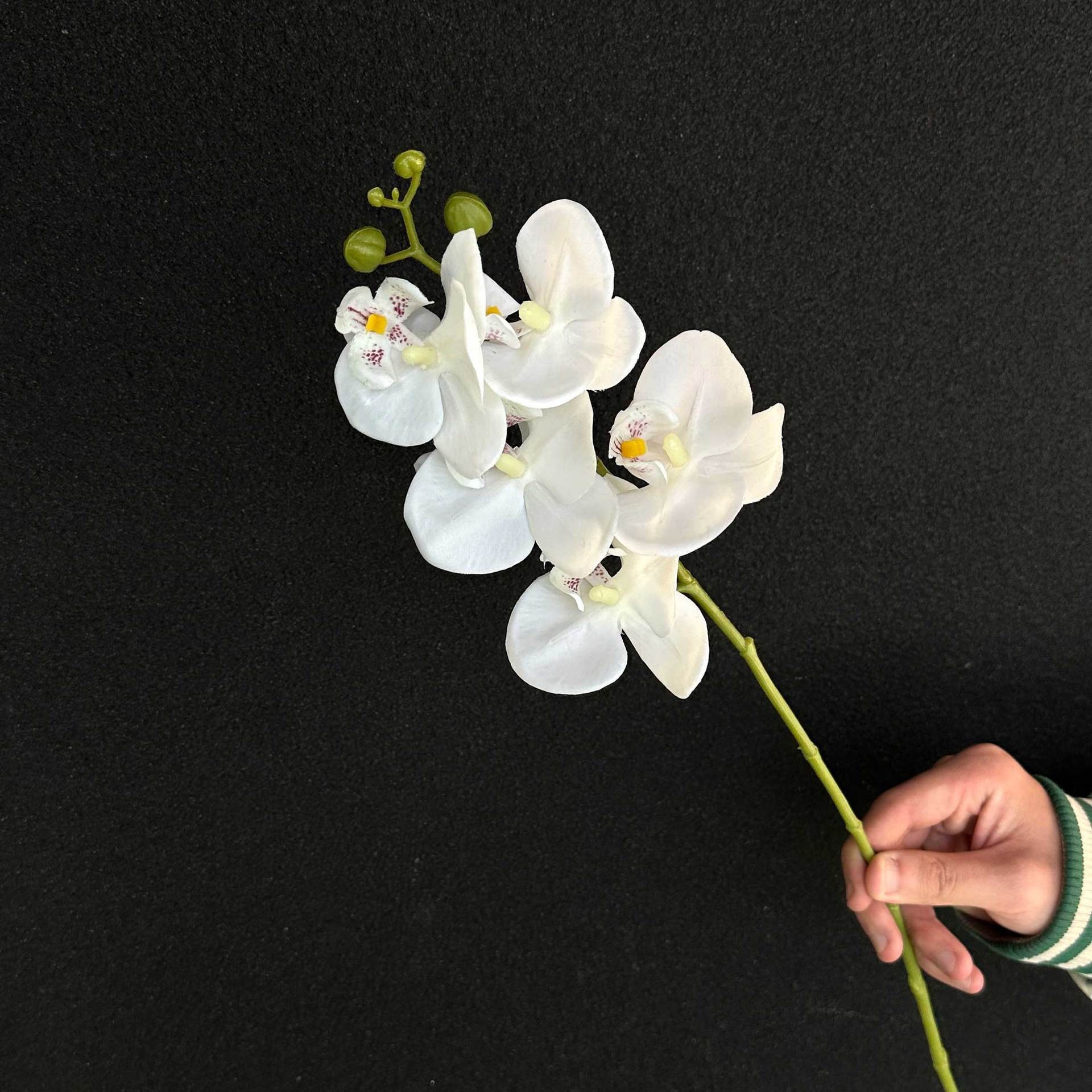 Phalaenopsis 5 têtes, aspect blanc.