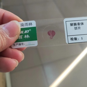 Sinh viên kính hiển vi chuẩn bị Slide mô học trượt cho học tập động vật mô học hypophysis của lợn sec kính hiển vi trượt - Product Image 6