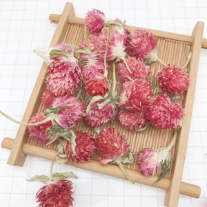 4089红乔梅中国天然地球苋菜花茶Gomphrena球茎干妾红茶