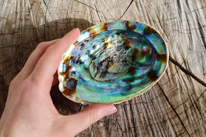 7-13cm doğal ham çin Abalone kabuk leke için adaçayı abalone kabuk yanan - Product Image 6