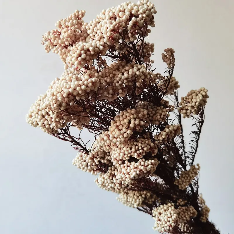 本物の天然0zothamnus diosmifolius保存されたキビの花保存されたお米の花