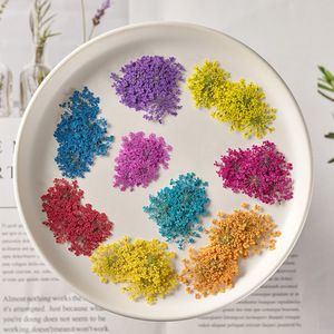 Hot Selling Natural Dried <strong>Flowers</strong> Pressed <strong>Flowers</strong> Babysbreath for DIY Nail Decoration - Product Image 3