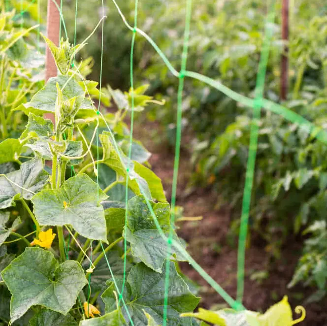 Buen precio de fábrica Soporte para plantas Red de pepino Blanco/Verde Planta de pepino Red trepadora Malla de soporte para plantas de plástico