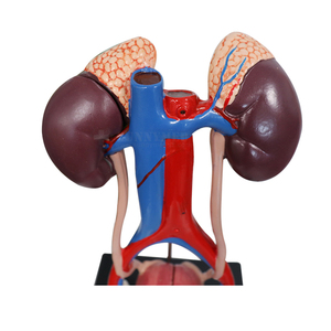 SY-N042 Cheap Price Medical <strong>Human</strong> Anatomical Model Naturally Large Size Bladder Urinary System Model - Product Image 4