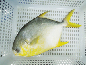 Çin çiftlik istikrarlı tedarik ve rekabetçi fiyat ile satışa IQF dondurulmuş altın Pompano balık altın Pomfret kaldırdı - Product Image 5