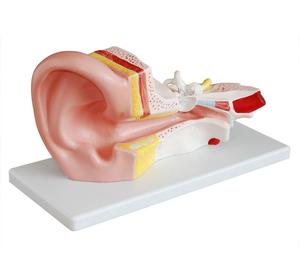 ADA tıbbi model büyütülmüş insan larinks modeli ve hastalık gösteri tıbbi öğretim aracı için orta kulak modeli - Product Image 5