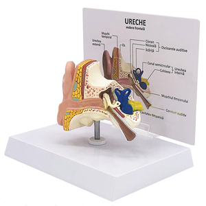 İnsan anatomisi tipi 1:1 yaşam boyutu PVC simülasyon insan kulak modeli masaüstü kulak modeli eğitim için - Product Image 2