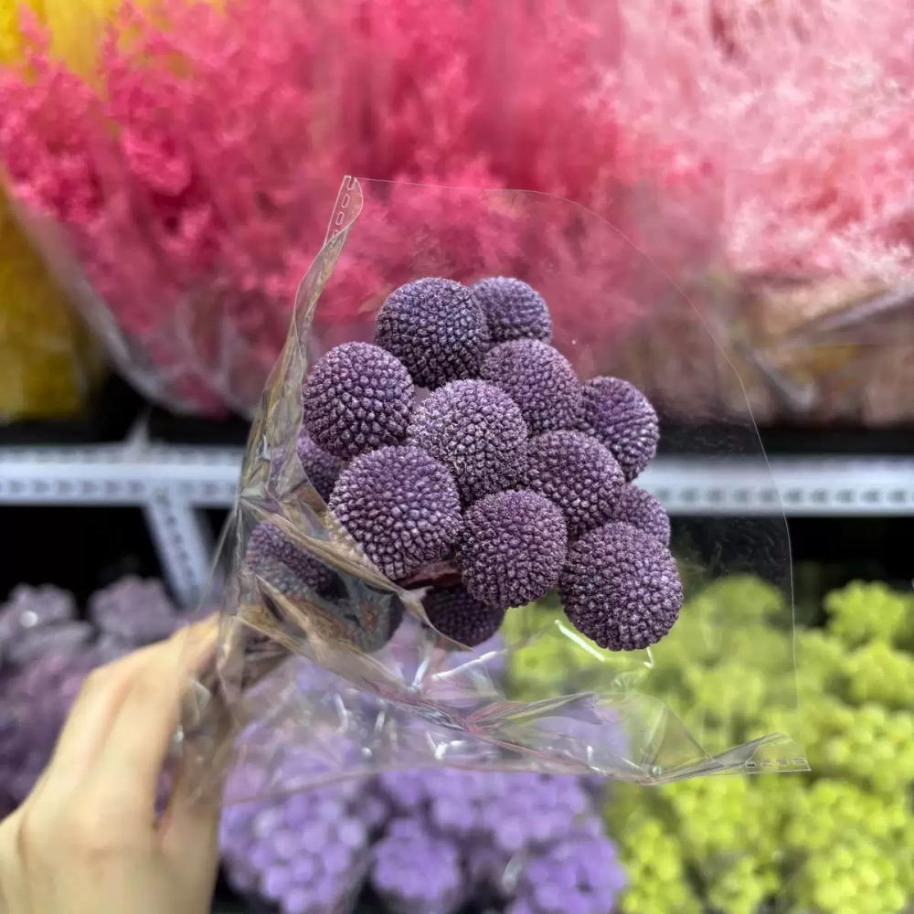 violet foncé