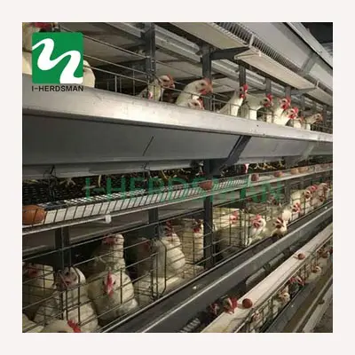 Jaula automática para aves de corral, equipo de granja con batería y capa de pollo