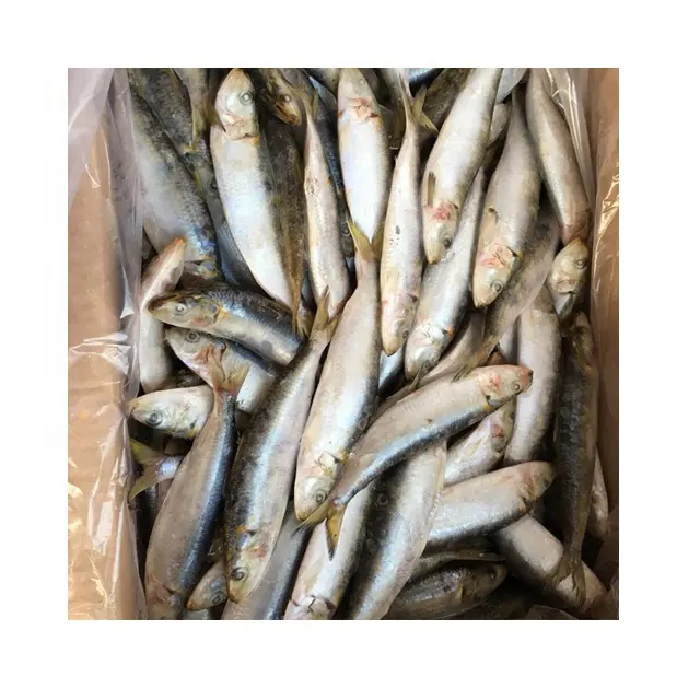 Цельная круглая импортная замороженная свежая сардина, рыба, цена