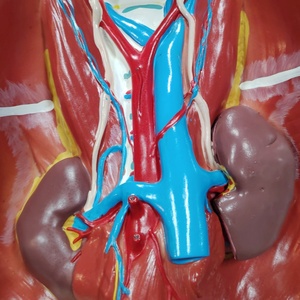 DARHMMY <strong>Human</strong> Anatomical Urinary System Model for Medical Science - Product Image 2