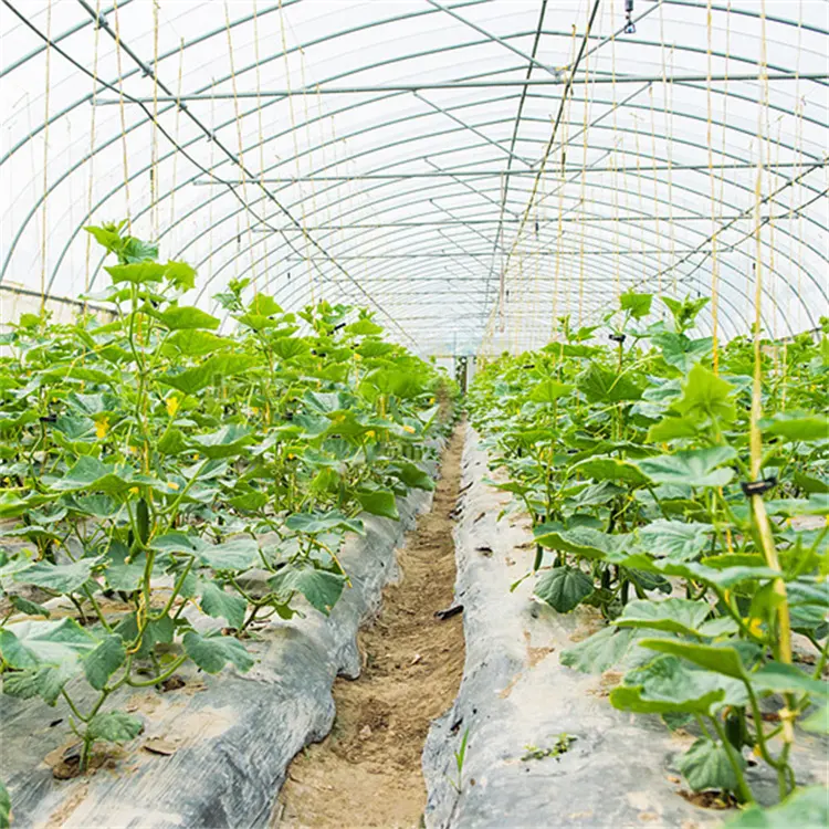 Serre végétale Cerceau Vert Maison