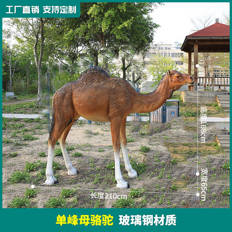 A one-humped female camel-168 cm tall