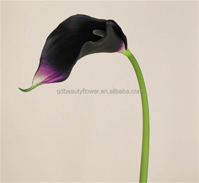 Purple Black