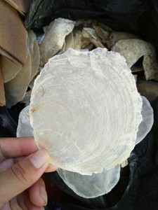 Natural Clean White Capiz <strong>Shell</strong> for DIY Handmade <strong>Shell</strong> Crafts - Product Image 4