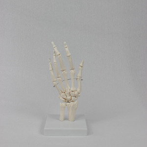 2025 New KRC Production PVC Hand Skeleton Model Teaching Anatomical Hand Joint Custom Made Artificial Life-Size <strong>Human</strong> Hand Joint - Product Image 3