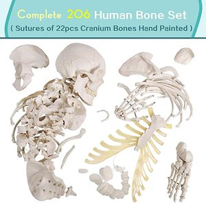 Último alto detalle 200 estructura ósea 67 alto modelo científico de anatomía esquelética humana para ciencia médica - Product Image 3