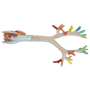 <strong>Human</strong> Larynx and Tracheobronchial Tree Model Laryngeal Anatomy Model Lung Broncholaryngoscope Demonstration Model - Product Image 4