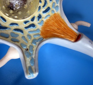 Allargamento del corpo delle cellule neuronali e della struttura delle Fiber nervose nel modello medico del sistema di anatomia umana - Product Image 2