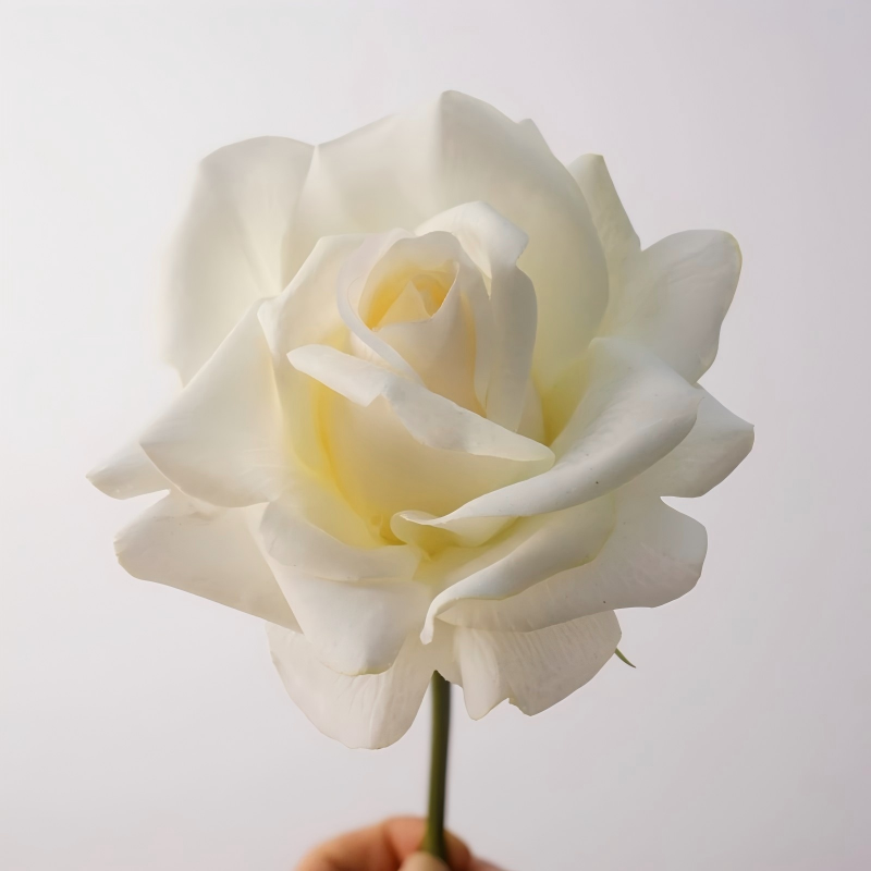 สีเหลืองครีม