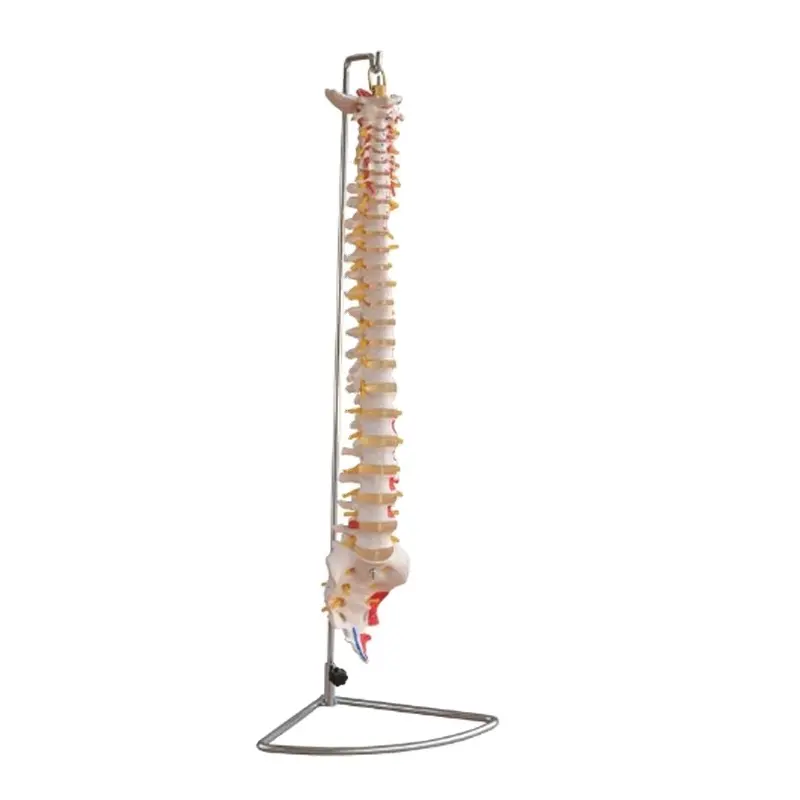 DARHMMY Modelo de esqueleto humano para ciências médicas, apêndice de coluna em tamanho real, músculo para colorir