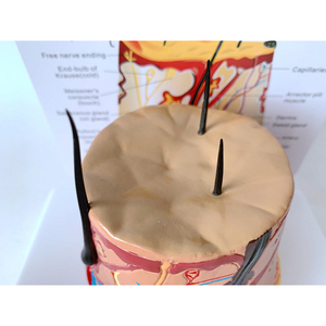 En çok satan anatomik PVC cilt modeli insan yapısı tıbbi bilim eğitim ve öğretim aracı - Product Image 4