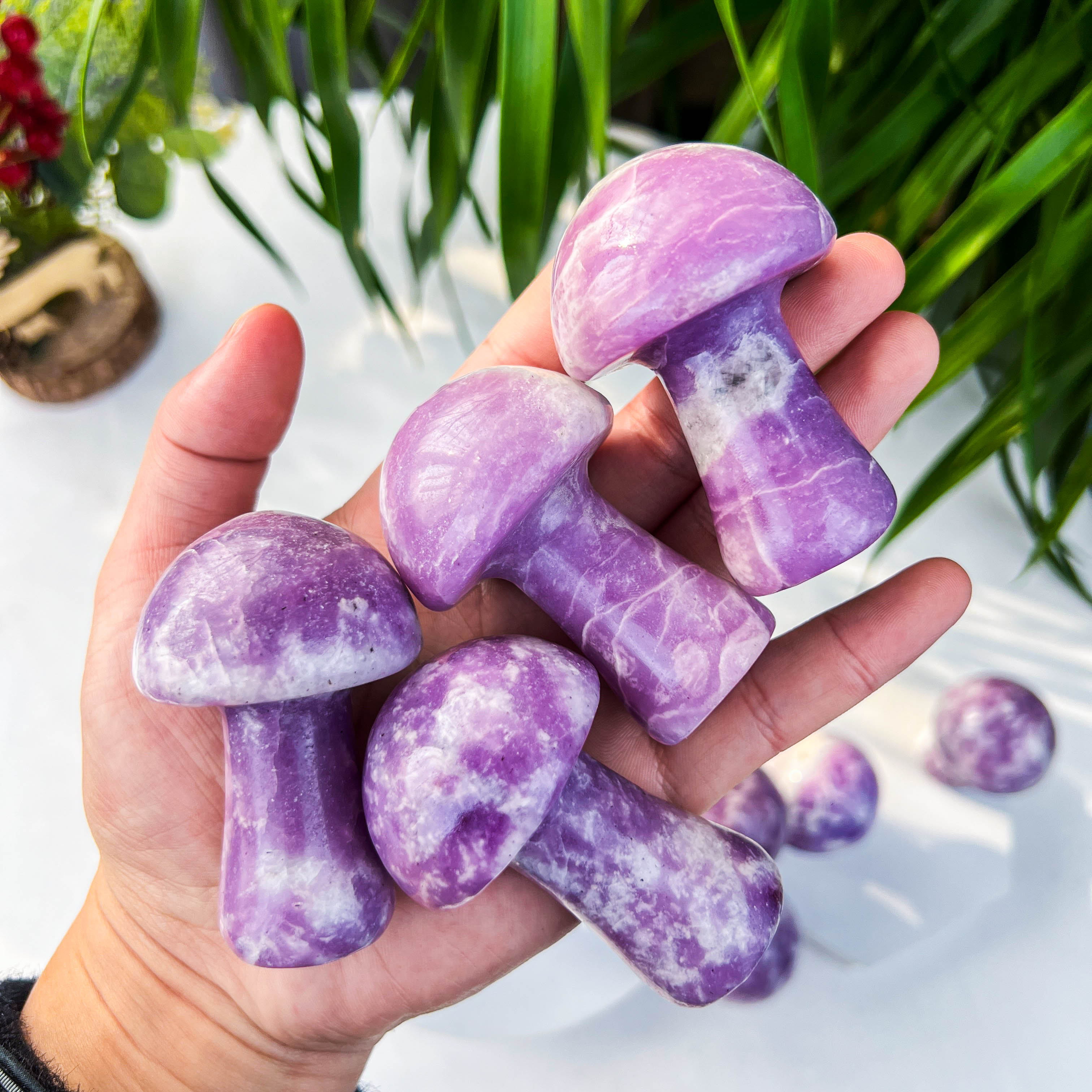 Champignon mica violet