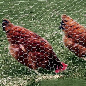 1/2 "verzinktes Stahldraht geflecht Zaunnetz Sechseckiges Draht geflecht für Paneel zaun Verzinktes Twisted Mesh Dekorativ gewebt - Product Image 3