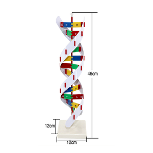 Bilim dna model seti 23x22x68.5 cm sarmal dna yapı modeli biyolojik eğitim için - Product Image 5