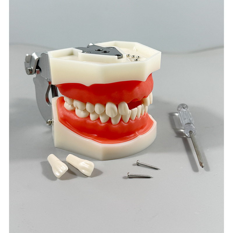 Modèle de préparation de cadre de mâchoire Ef 32 dents