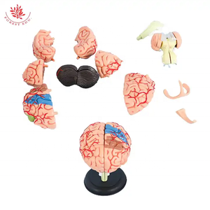 4D smontato modello anatomico del cervello umano modello di anatomia del cranio resintrasparente umano modello del cervello umano