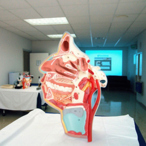 GD/A18108 PVC Anatomical Model Medical Science Mouth Nose Pharynx and <strong>Larynx</strong> with Vessels and <strong>Nerves</strong> for School Use - Product Image 6