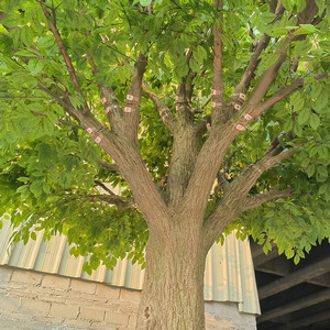 Açık merkez veya alışveriş merkezi dekorasyonu için yapay Ficus ağacı yapay Banyan ağacı - Product Image 2