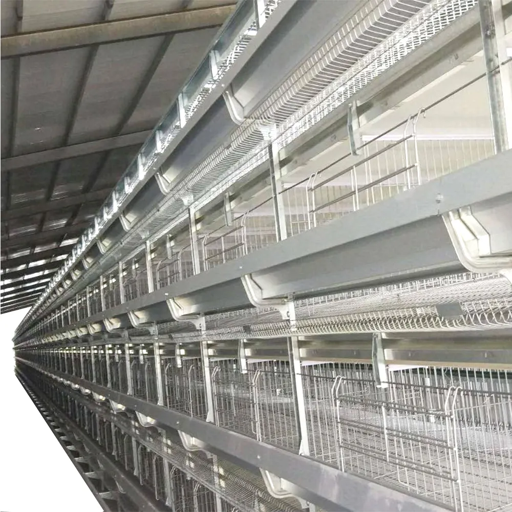 Cage à poulet automatique à petite couche TBB de conception chinoise Équipement intelligent pour poules pondeuses