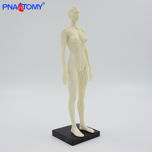 30センチメートルMuscular Figure Female Anatomy Model Human Muscle Model Medical Science Anatomical Model Anatomical Demonstration Picture - Product Image 2